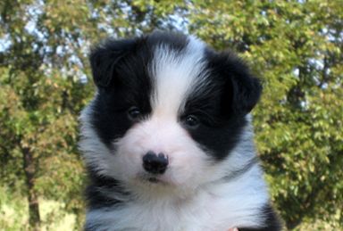 UKC CH Younghaven's Divine Intervention